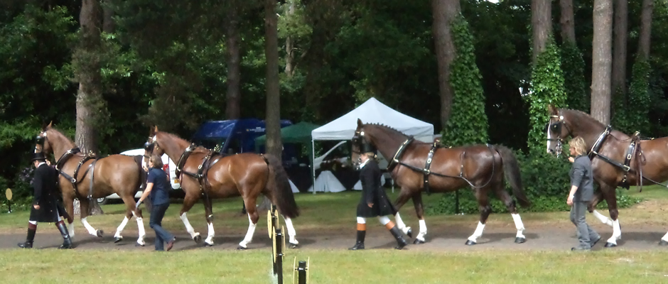 Haydn Webb Carriages horses - Royal Ascot