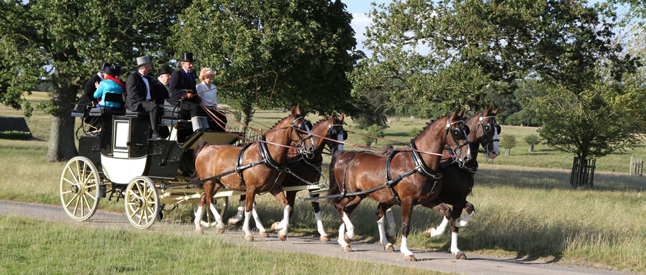 Wedding carriage horses Badminton House, Wiltshire